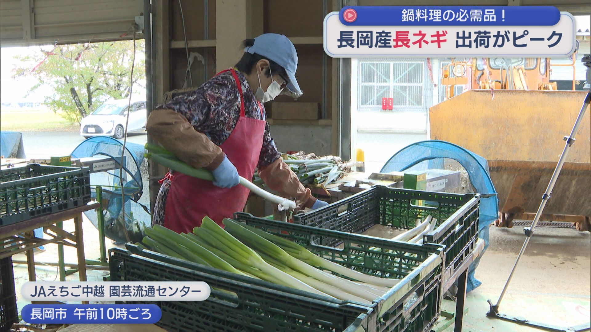 鍋料理の必需品！長岡市で「長ネギ」の出荷ピーク【新潟】