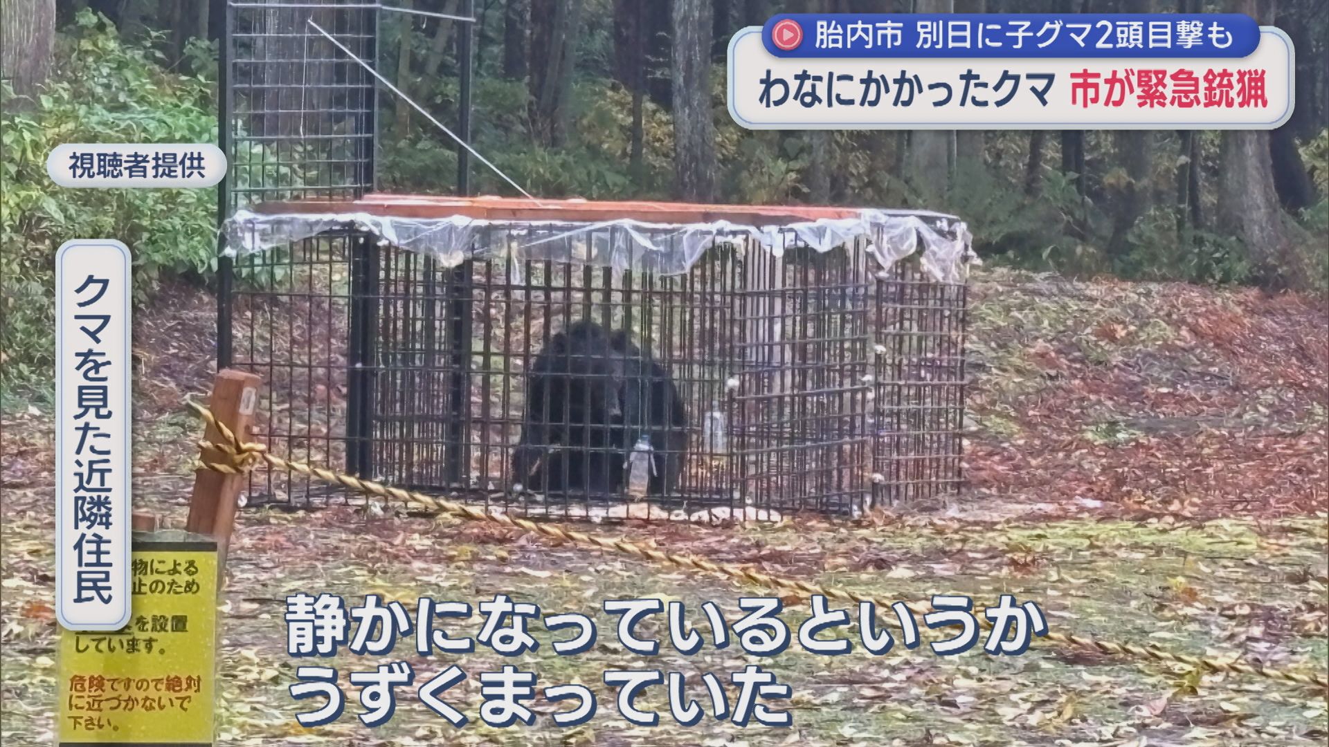わなにかかった体長1.2mのクマ、市が「緊急銃猟」おりで暴れる様子も【新潟･胎内市】