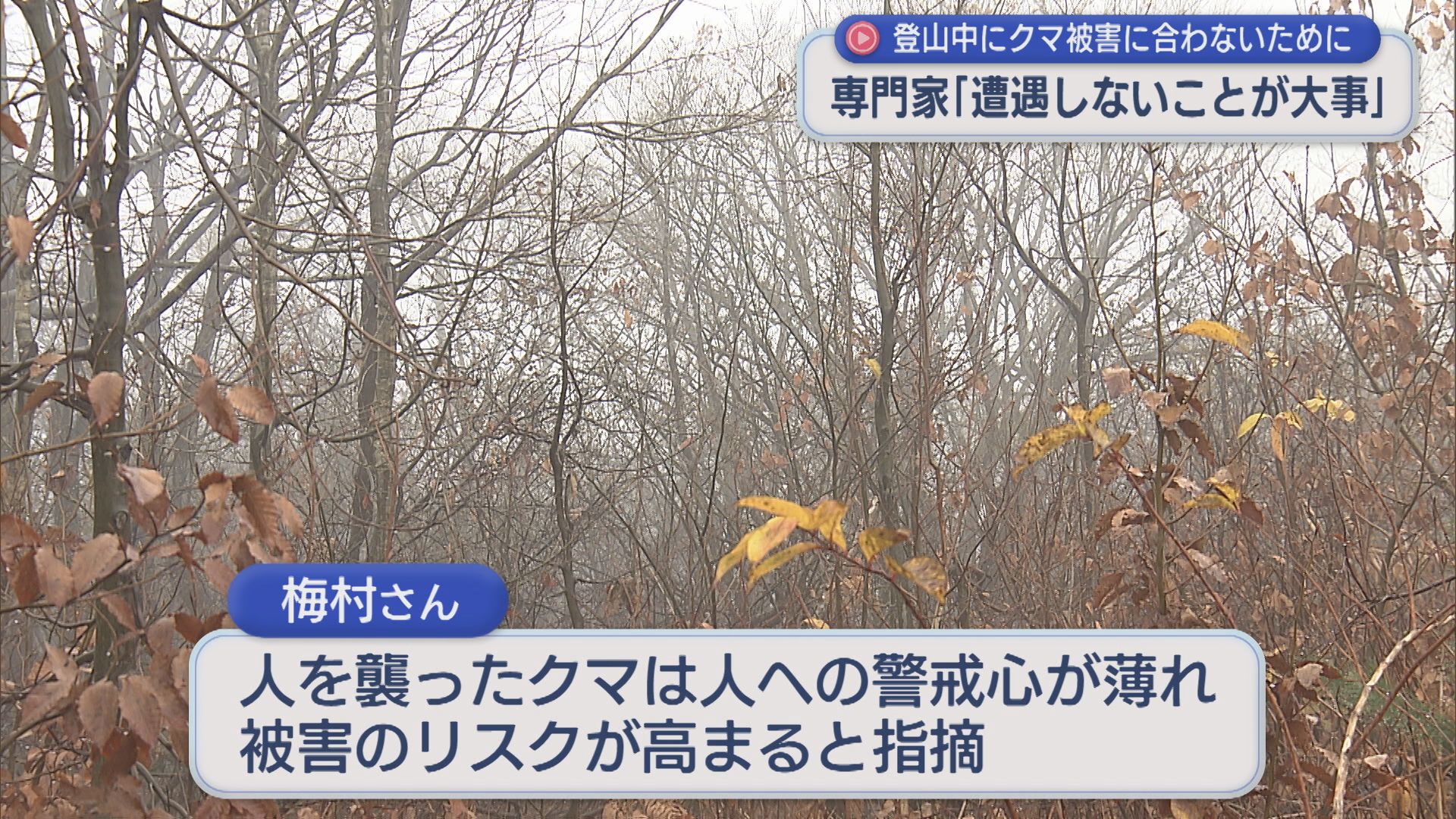 この時期 山でクマとの遭遇リスク高まる「いまはもう冬眠に向けて山に帰っていく時期」専門家が指摘【新潟】