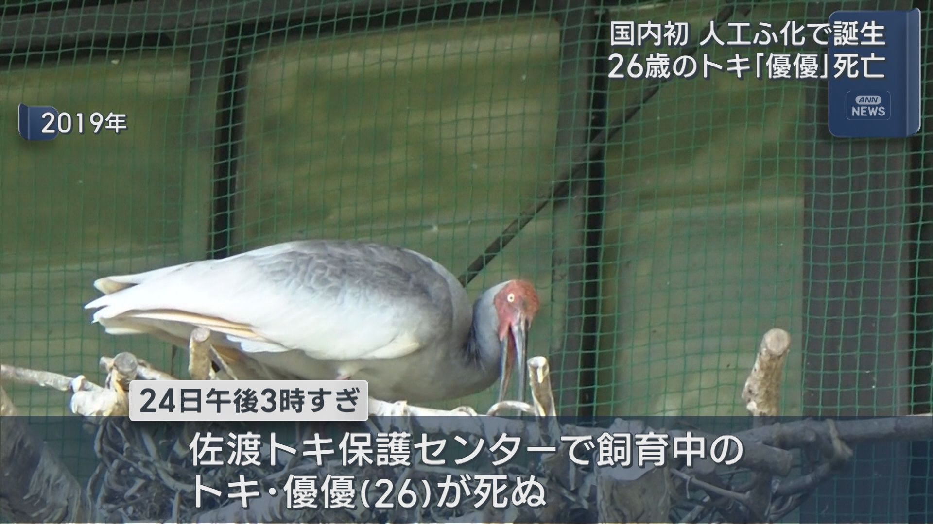 日本初の人工ふ化により誕生したトキ「優優(26歳)」が死す、知事「トキの野生復帰に大きな役割を果たした」【新潟･佐渡市】