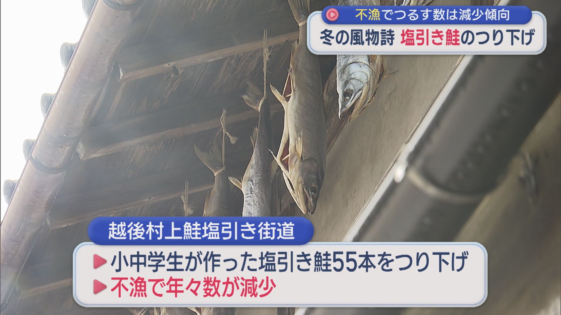 【冬の風物詩】軒下につるす「塩引き鮭」不漁でつるす数は減少傾向【新潟･村上市】