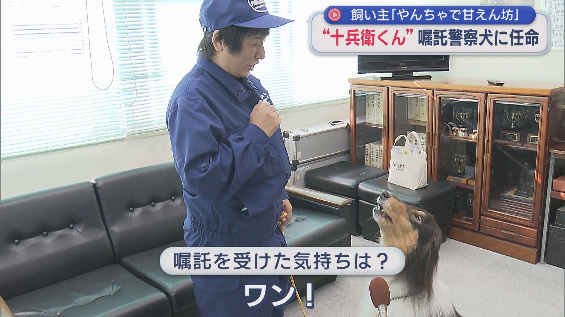 嘱託警察犬2年目・十兵衛くん 交付式だワン！行方不明者の捜索などで活躍【新潟･長岡市】