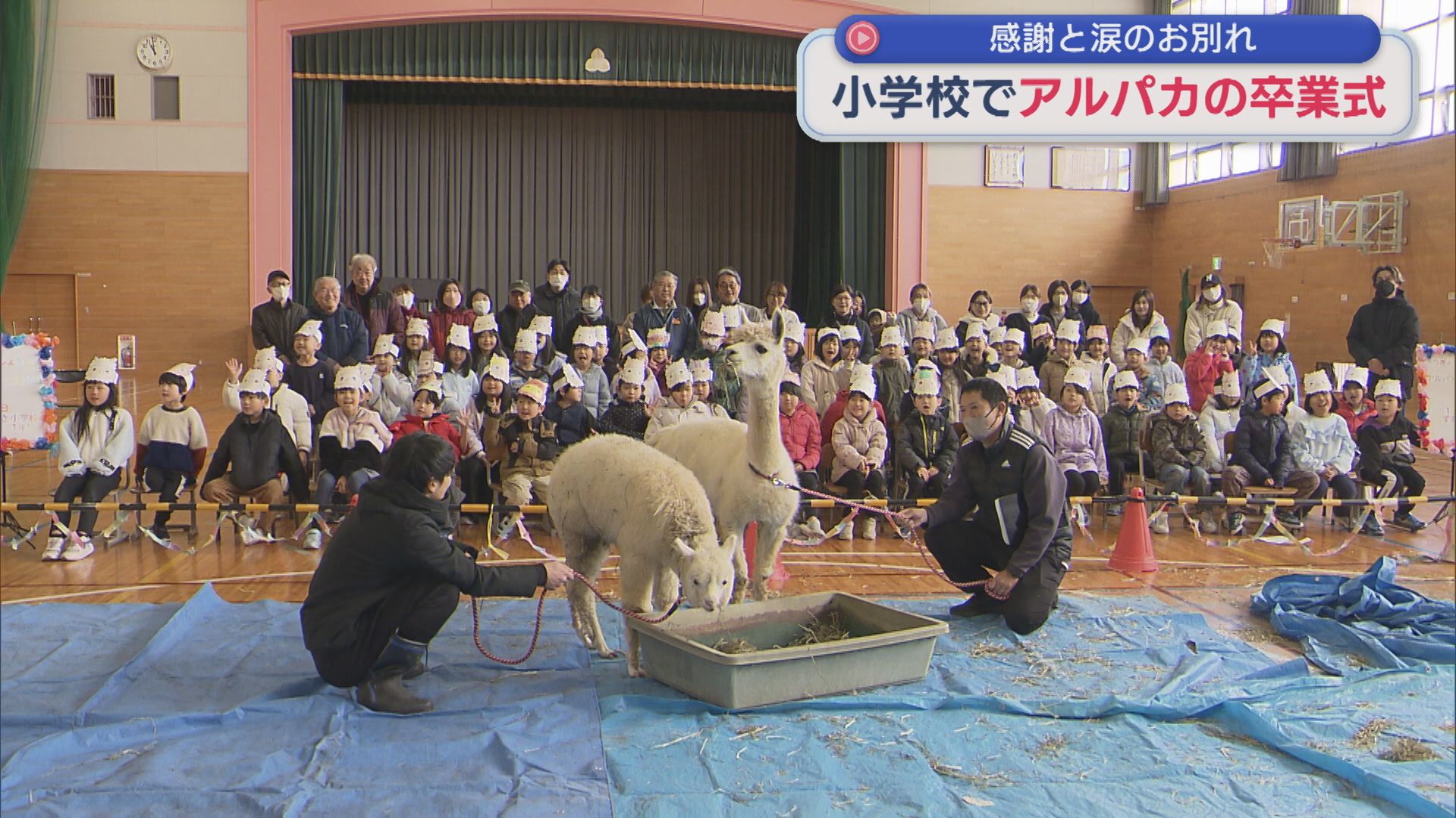 休みの日も欠かさず 児童が飼育のアルパカ「リリーとニーナ」卒業式【新潟･見附市】