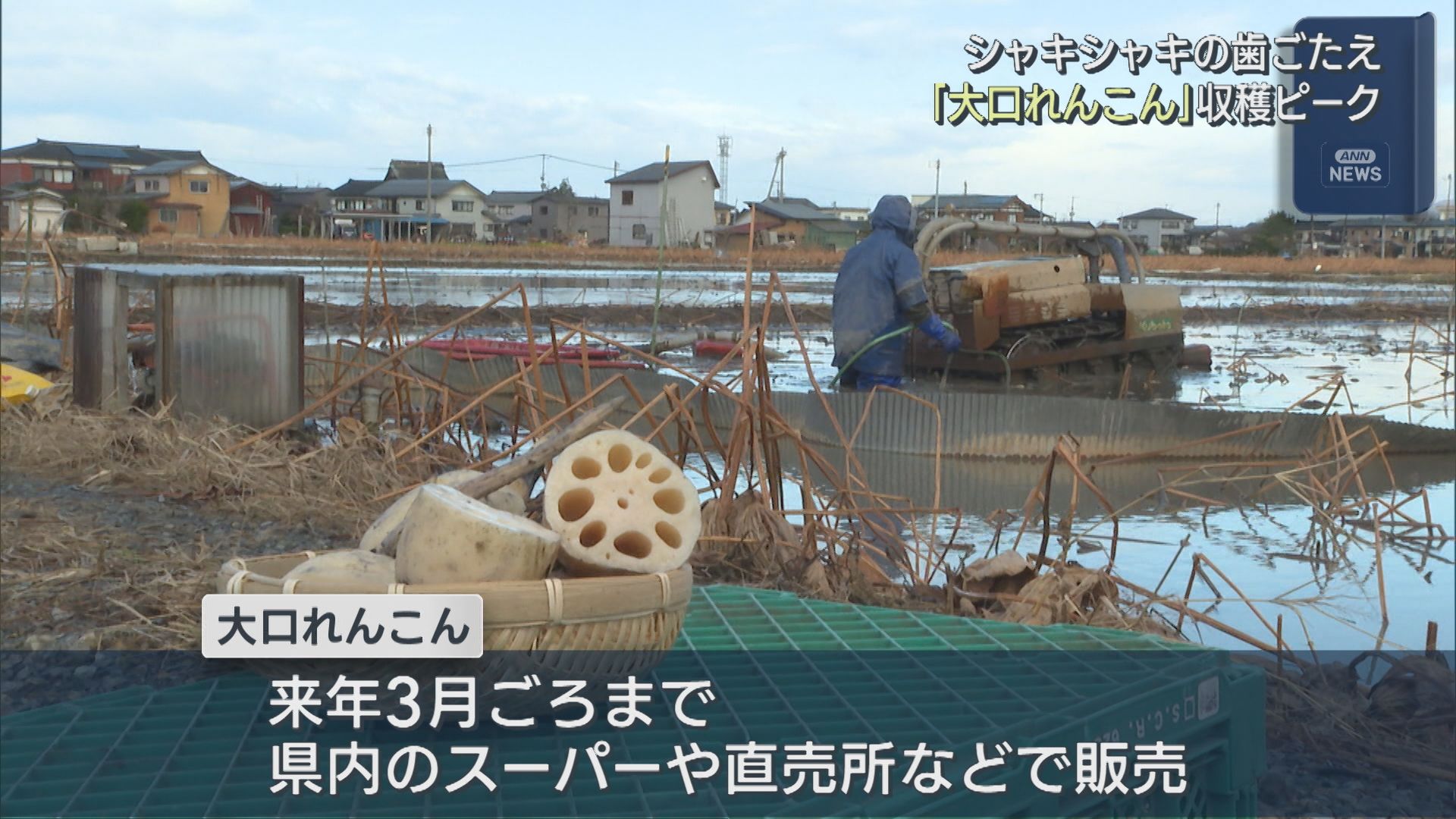 シャキシャキの歯ごたえ！穴の開いた形から先が見通せる縁起物「大口れんこん」出荷ピーク【新潟】