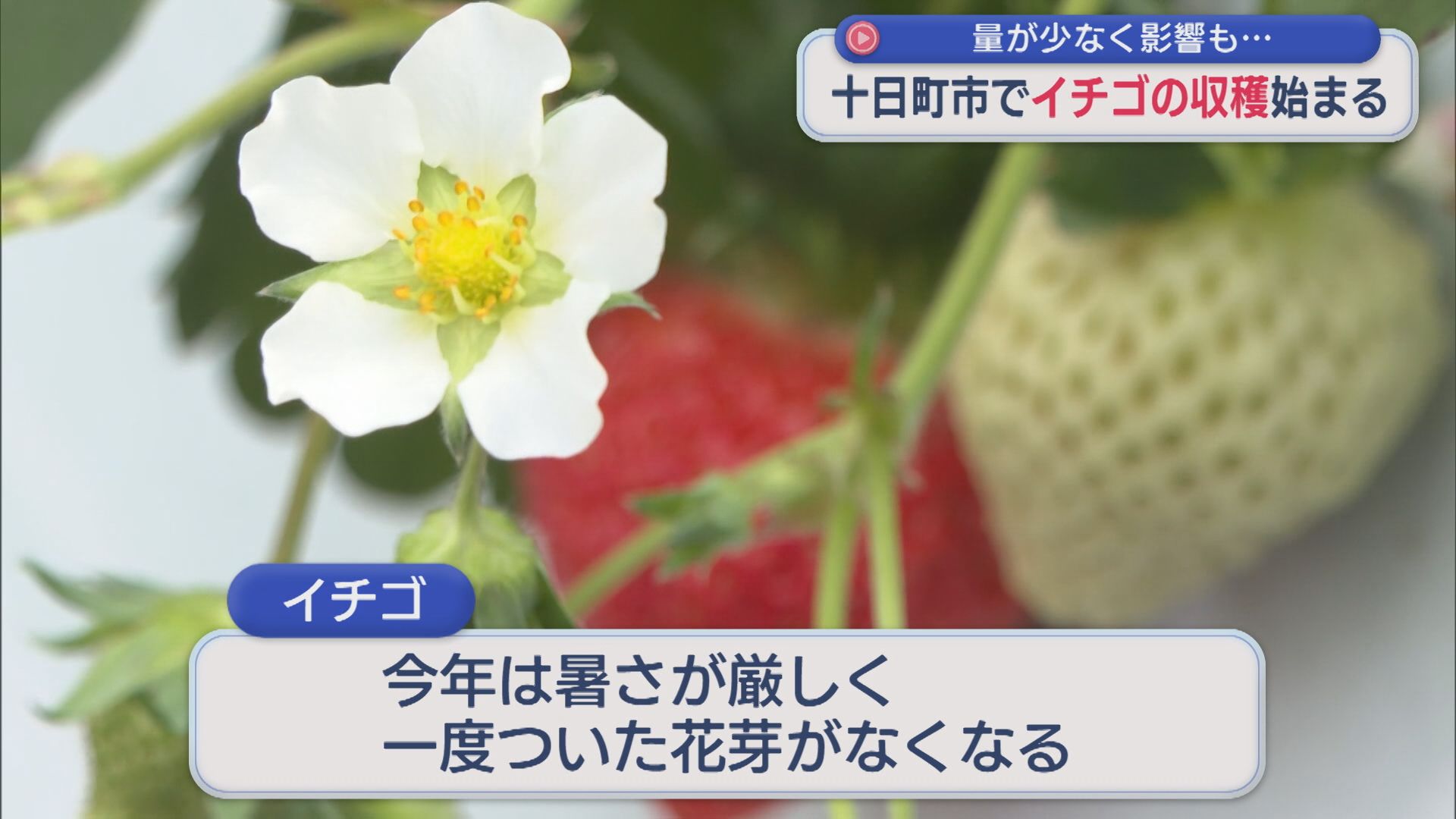 夏の暑さの影響も･･･「結構少ない」十日町市でイチゴの収穫始まる【新潟】
