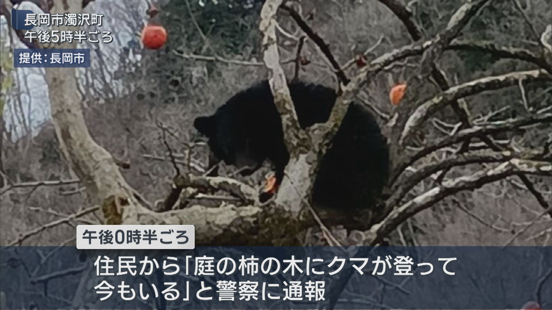 長岡市で初の「緊急銃猟」柿の木に体長約70cmのクマを駆除【新潟】