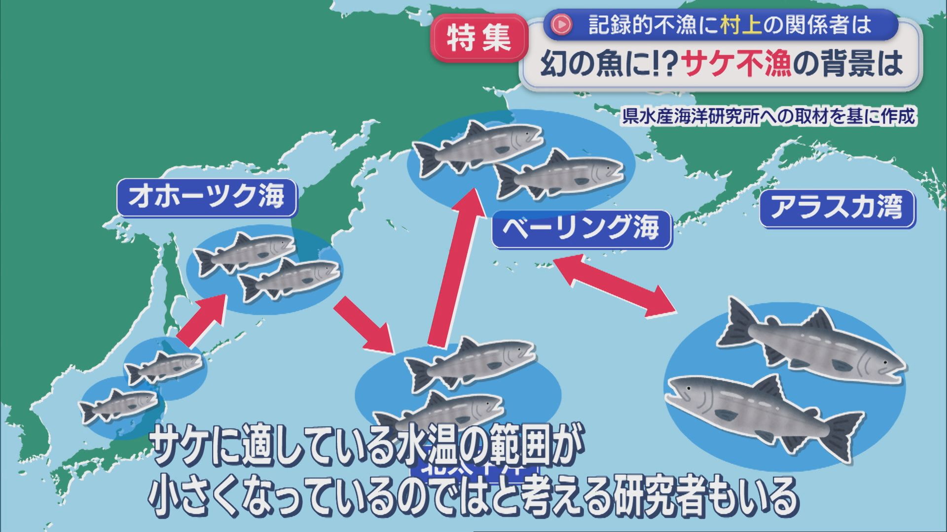 【特集】異常事態！このままでは幻の魚に･･･記録的な「サケ不漁」の背景は【新潟】