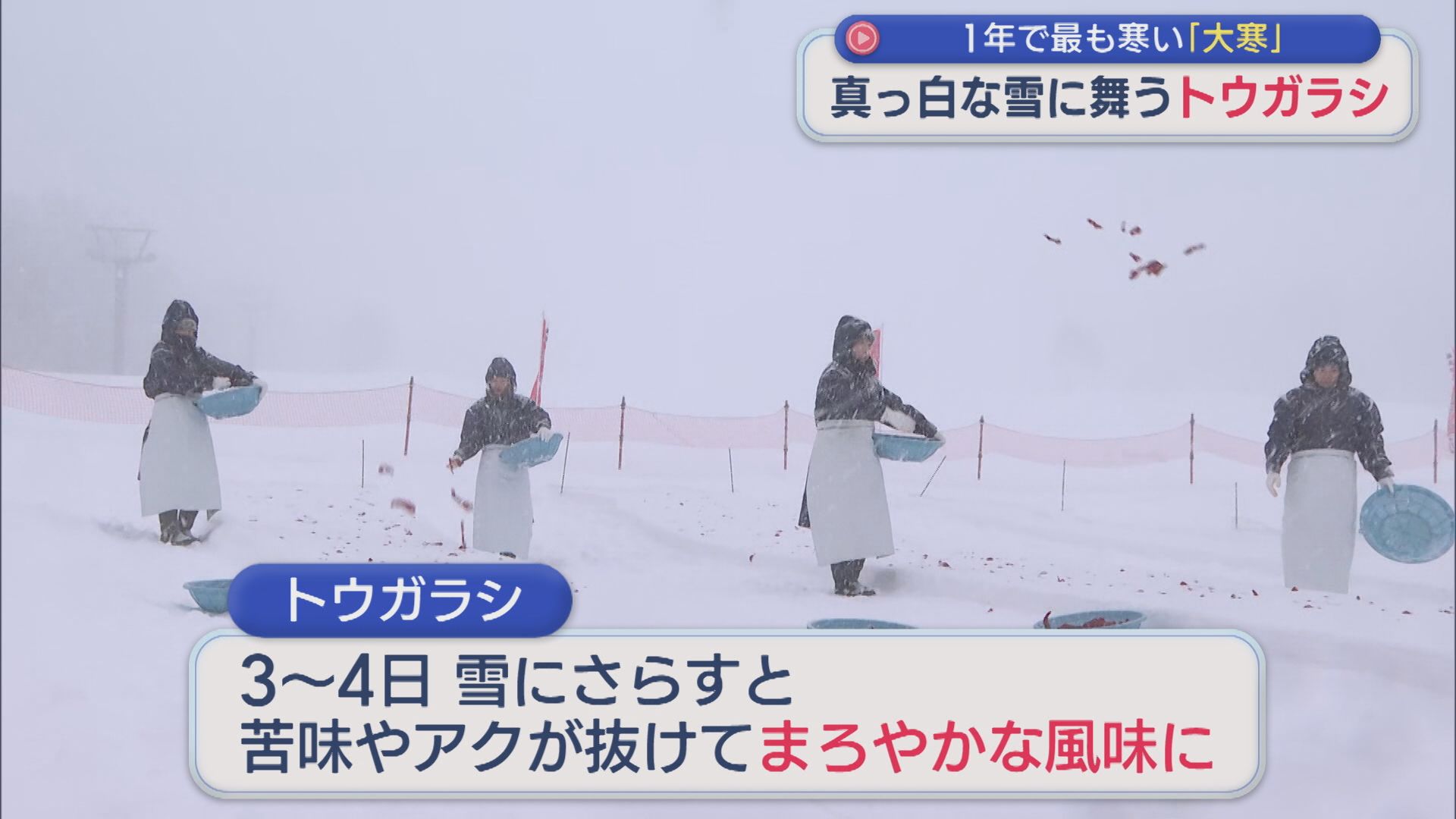 「おいしくなーれー」真っ白な雪に舞う 真っ赤なトウガラシ！苦味など抜けまろやかな風味に【新潟･妙高市】