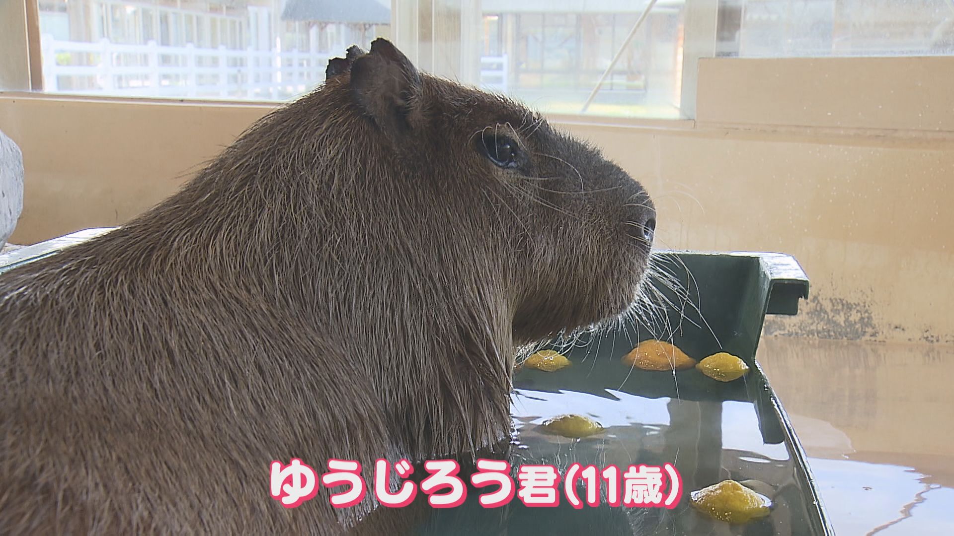 ゆず湯でまったり 人気のカピバラ「ゆうじろう」死ぬ、新潟市動物ふれあいセンターで飼育【新潟】