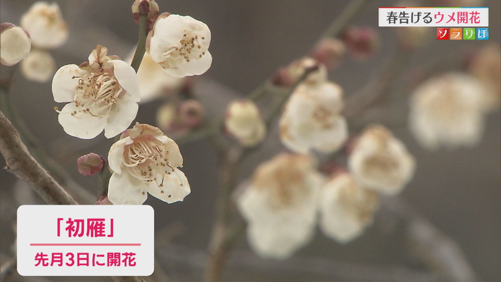 小さな春見つけた 冷たい雪の上に春告げる「ウメ」開花【新潟】