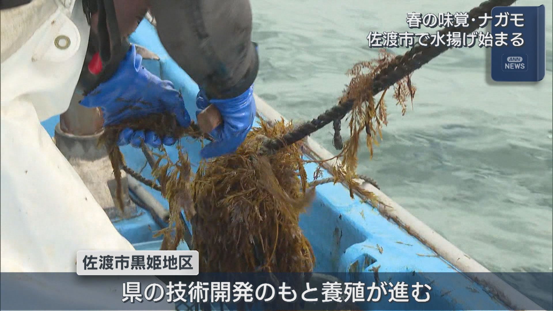 独特な粘り気で人気 春の味覚「ナガモ」水揚げはじまる【新潟･佐渡市】 2026年03月02日(月)